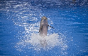 Palmitos-Park-Dolphin